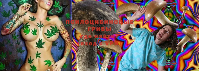 Галлюциногенные грибы Psilocybine cubensis Иннополис